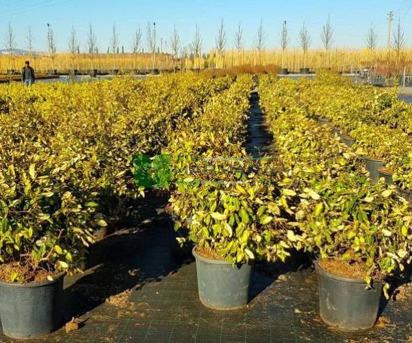 Elaeagnus x ebbingei limelight (ELAEAGNACEAE)