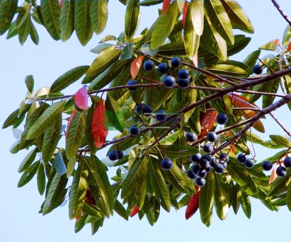Elaeocarpus tuberculatus (ELAEOCARPACEAE)