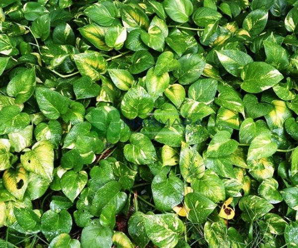 Epipremnum (Pothos) aureum (ARACEAE)