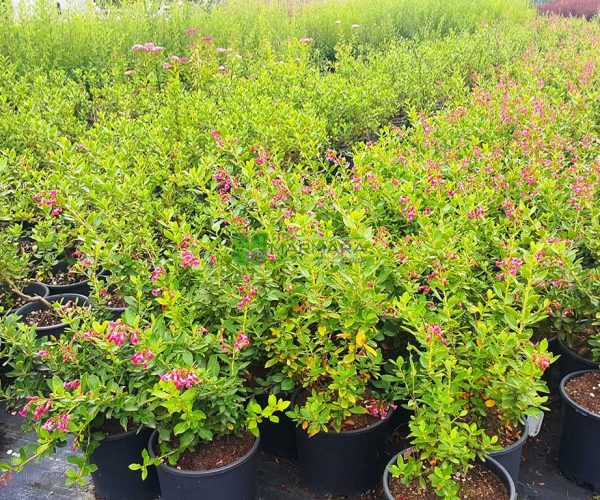 Escallonia cardinallis (ESCALLONIACEAE)