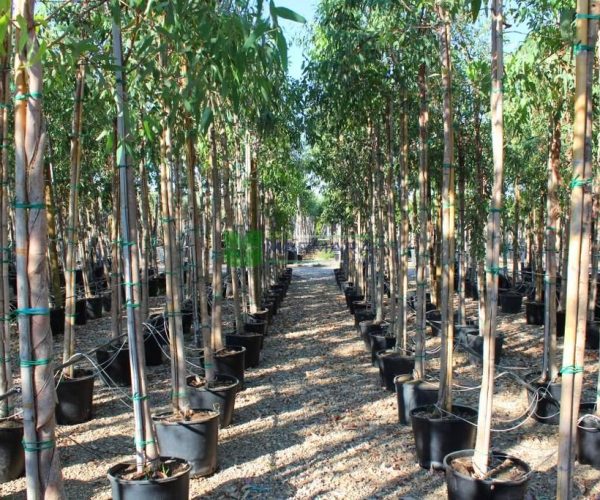 Eucalyptus camaldulensis (MYRTACEA)