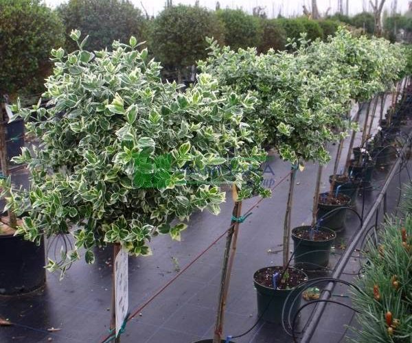 Euonymus fortunei emerald'n gaiety half tige (CELASTRACEAE)