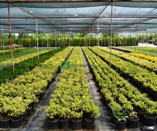 Euonymus fortunei emerald'n gold (CELASTRACEAE)