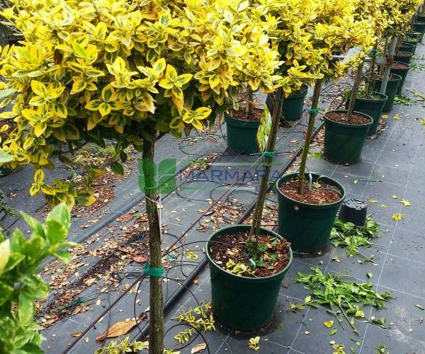 Euonymus fortunei emerald'n gold half tige (CELASTRACEAE)
