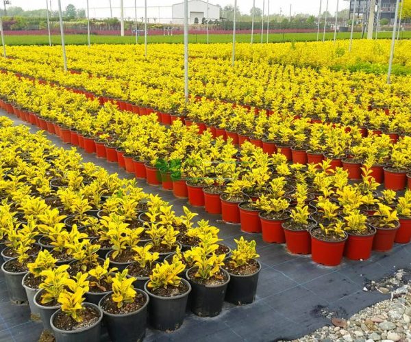 Euonymus japonicus aureo marginatus (CELASTRACEAE)
