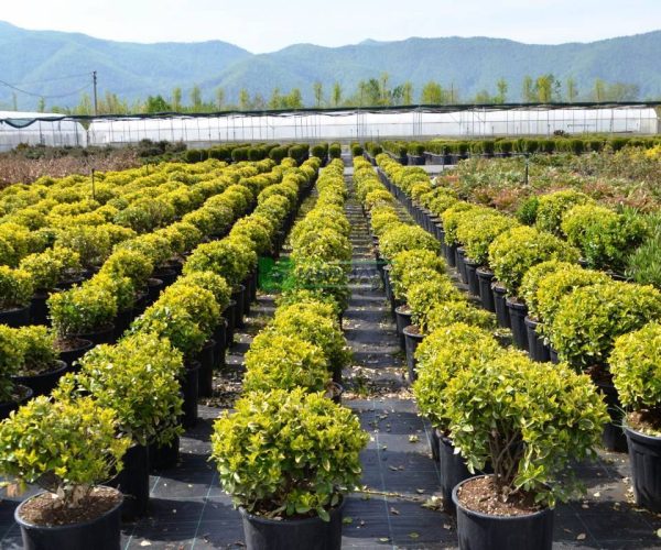 Euonymus japonicus aureo marginatus ball (CELASTRACEAE)