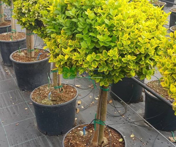 Euonymus japonicus aureo marginatus half tige (CELASTRACEAE)