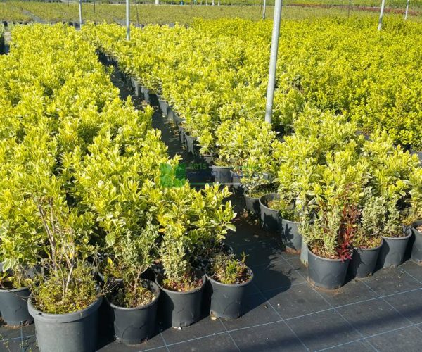 Euonymus japonicus bravo (CELASTRACEAE)