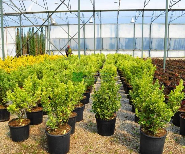 Euonymus japonicus kathy (CELASTRACEAE)