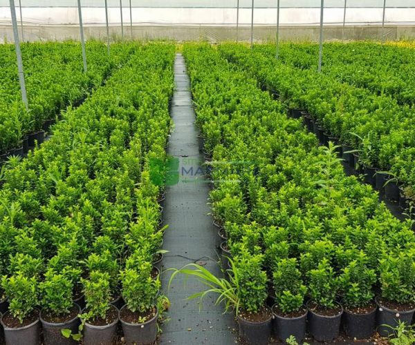 Euonymus japonicus microphyllus (CELASTRACEAE)