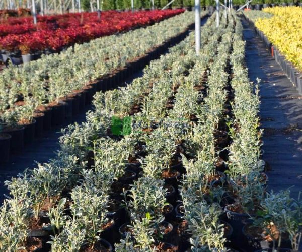 Euonymus japonicus microphyllus albovariegatus (CELASTRACEAE)