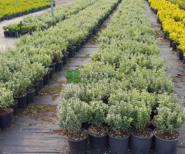 Euonymus japonicus microphyllus variegatus (CELASTRACEAE)