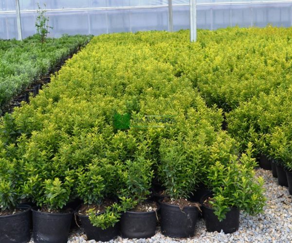 Euonymus microphyllus pulchellus aureus (CELASTRACEAE)