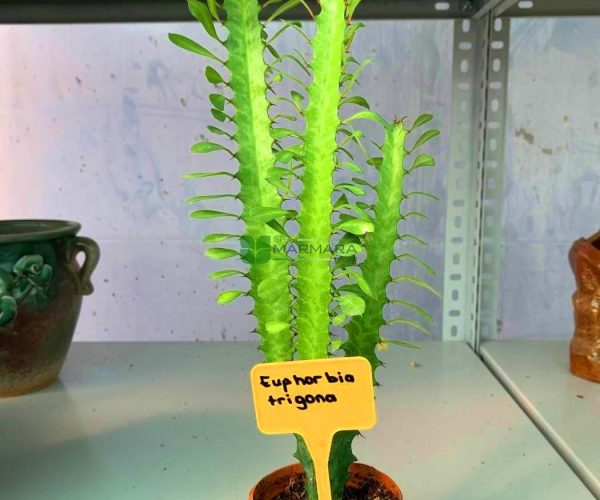 Euphorbia trigona (EUPHORBIACEAE)