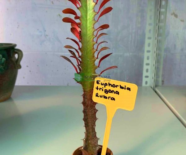 Euphorbia trigona rubra (EUPHORBIACEAE)