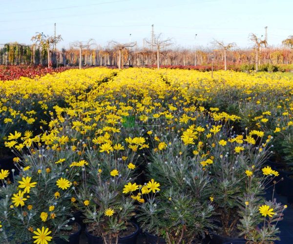 Euryops pectinatus (ASTERACEAE)