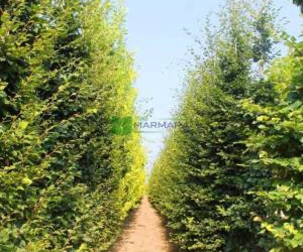 Fagus sylvatica (FAGACEAE)