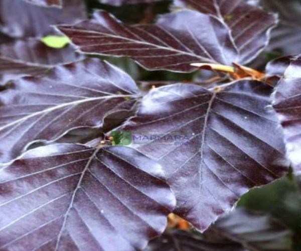 Fagus sylvatica atropunicea (FAGACEAE)