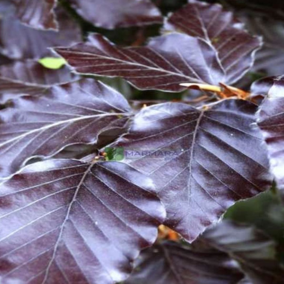 Fagus sylvatica atropunicea (FAGACEAE)