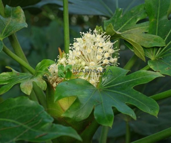 Fatsia (Aralia) japonica (ARALIACEAE)