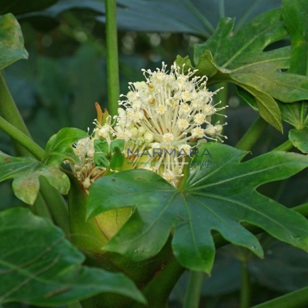Fatsia (Aralia) japonica (ARALIACEAE)
