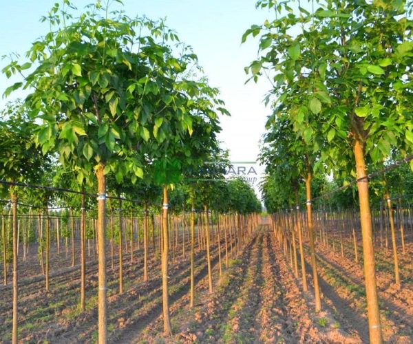 Fraxinus americana (OLEACEAE)