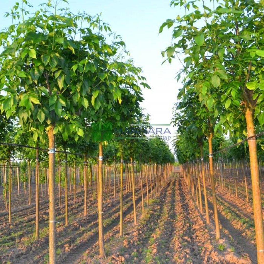 Fraxinus americana (OLEACEAE)