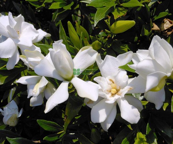 Gardenia jasminoides (RUBIACEAE)