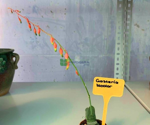 Gasteria bicolor (ASPHODELACEAE)