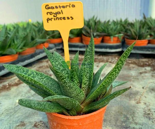 Gasteria royal princess (ASPHODELACEAE)