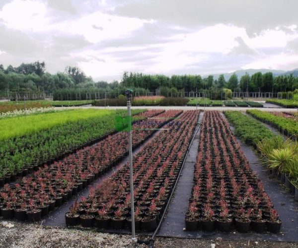 Gaura lindheimeri passionate rainbow (ONAGRACEAE)