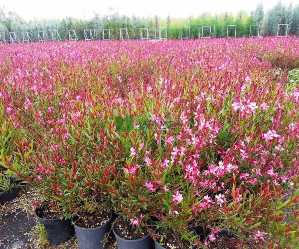 Gaura lindheimeri siskiyou pink (ONAGRACEAE)