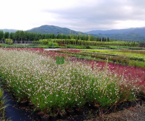 Gaura lindheimeri whirling butterflies (ONAGRACEAE)