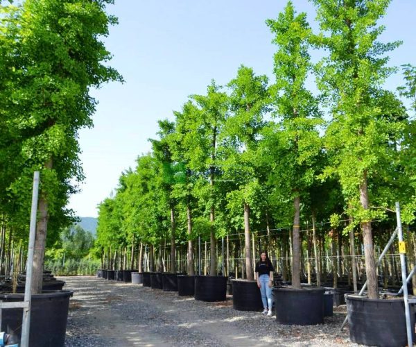 Ginkgo biloba (GINKGOACEAE)