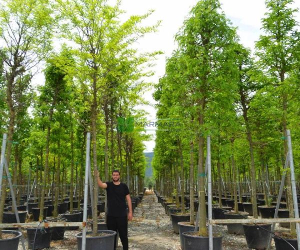 Gleditsia triacanthos (LEGUMINOSAE)