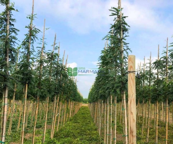 Gleditsia triacanthos inermis (LEGUMINOSAE)