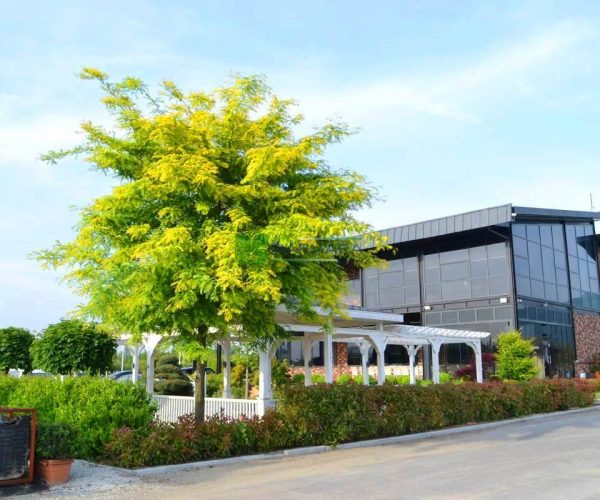 Gleditsia triacanthos sunburst (LEGUMINOSAE)