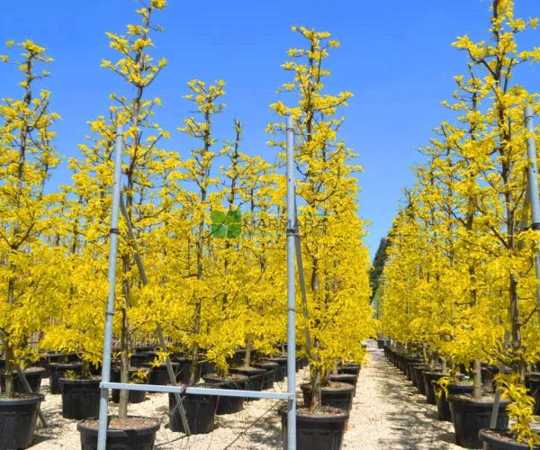 Gleditsia triacanthos sunburst pyramid shaped (LEGUMINOSAE)