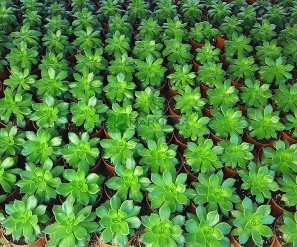 Greenovia dodrentalis (CRASSULACEAE)