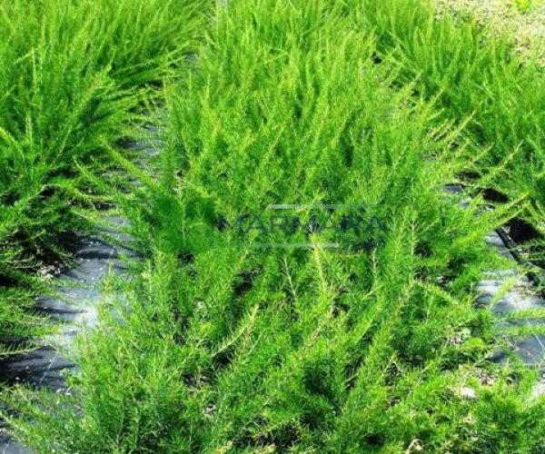 Grevillea juniperina (PROTEACEAE)