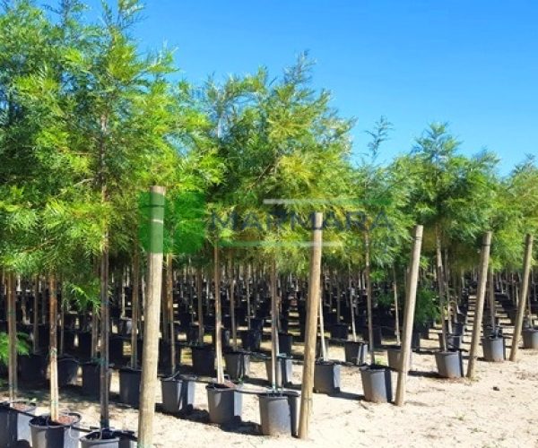 Grevillea robusta (PROTEACEAE)