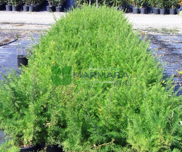 Grevillea rosmarinifolia (PROTEACEAE)