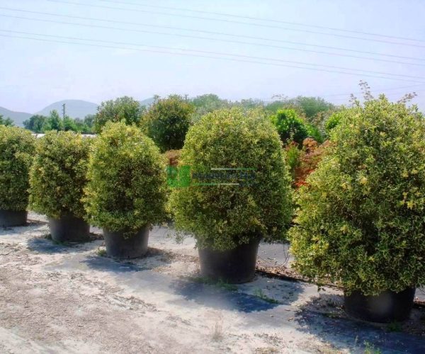 Ilex aquifolium aurea marginata ball (AQUIFOLIACEAE)