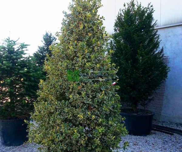 Ilex aquifolium aurea marginata cone (AQUIFOLIACEAE)
