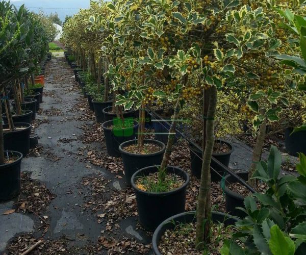 Ilex aquifolium aurea marginata half tige (AQUIFOLIACEAE)