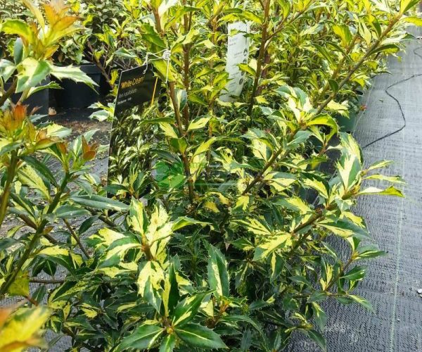 Ilex aquifolium white cream (AQUIFOLIACEAE)
