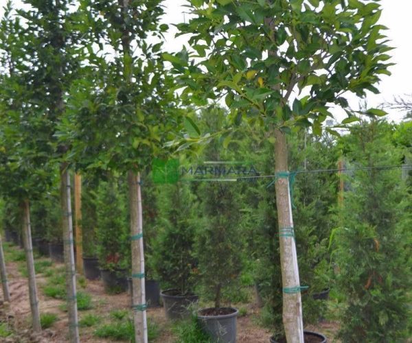 Ilex castaneifolia (AQUIFOLIACEAE)