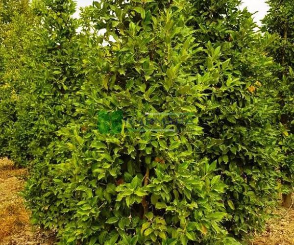 Ilex castaneifolia pyramid shaped (AQUIFOLIACEAE)