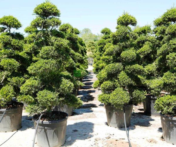 Ilex crenata kinme bonsai (AQUIFOLIACEAE)