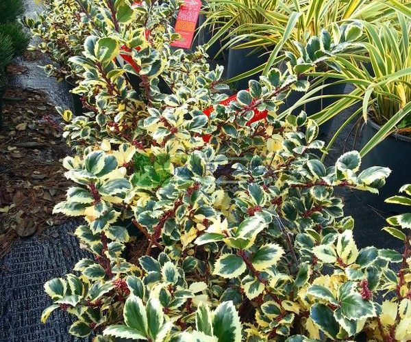 Ilex meserveae casanova (AQUIFOLIACEAE)